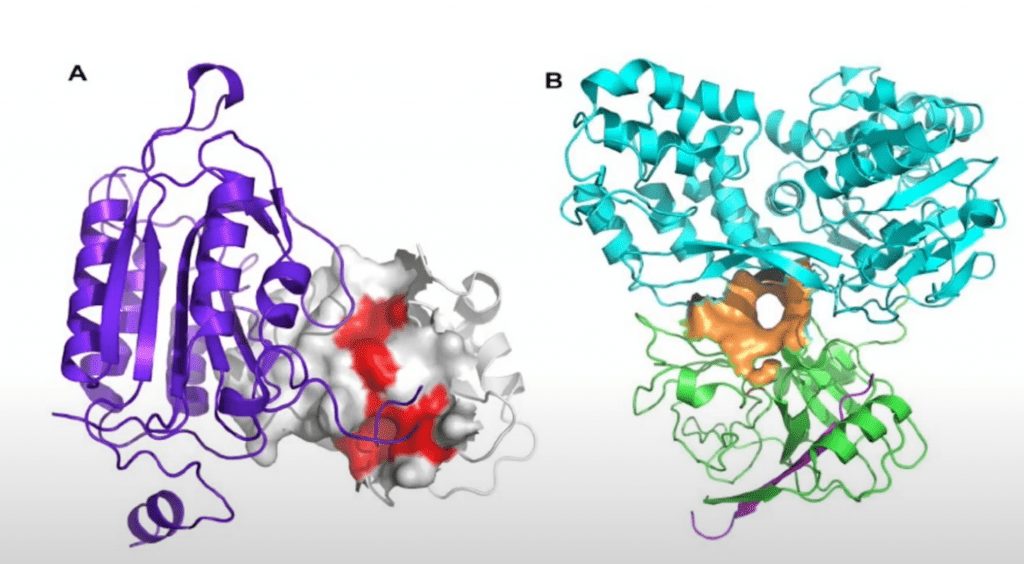 Protein-protein interaction